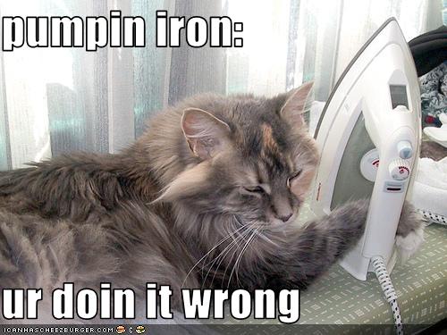 funny pictures of cats with captions