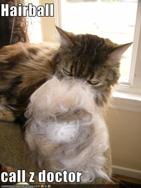 Find the Kitty Friday