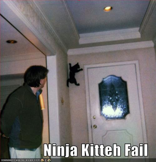 funny pictures of cats with captions