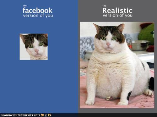 Funny Pictures - Fat Cat Facebook