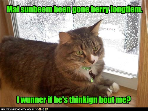 funny pictures - Mai sunbeem been gone berry longtiem.