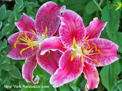 Fuschia Stargazer Lily