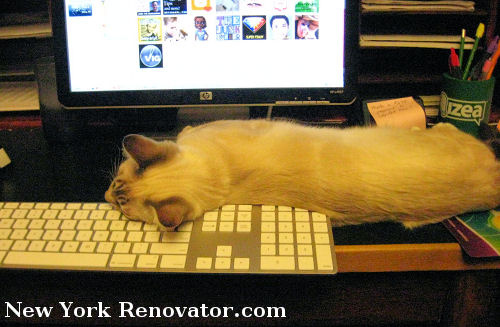 Keyboard Kitty