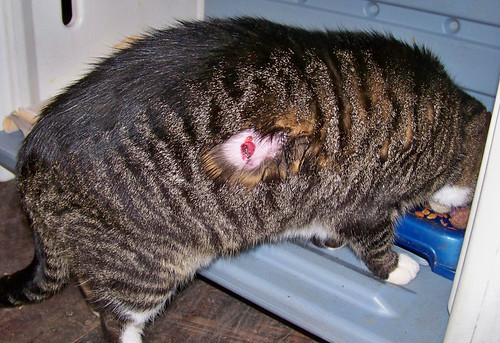 FuzzyCat Wound2