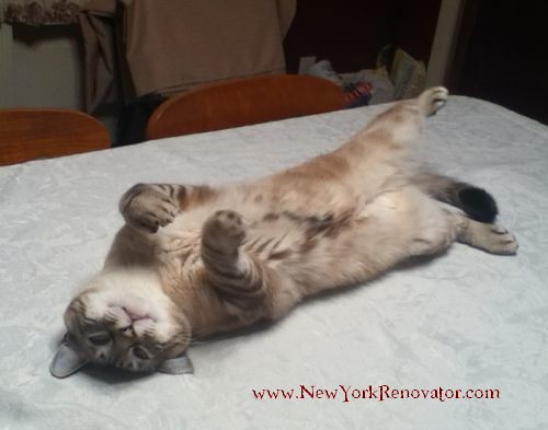 CutenessOverloadOlivia