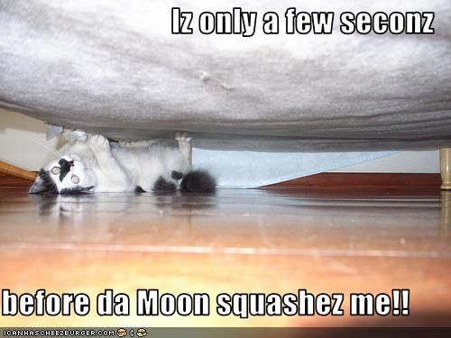 moon cat