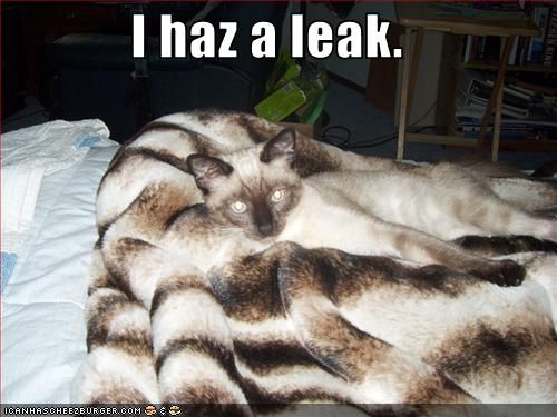 leaky siamese