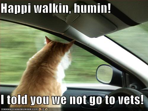 desperate cat hijacks car