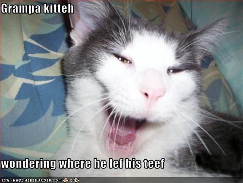 funny pictures of cats with captions