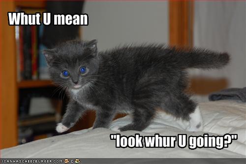 funny-pictures-kitten-does-not-look-where-he-is-going funny pictures of cats with captions