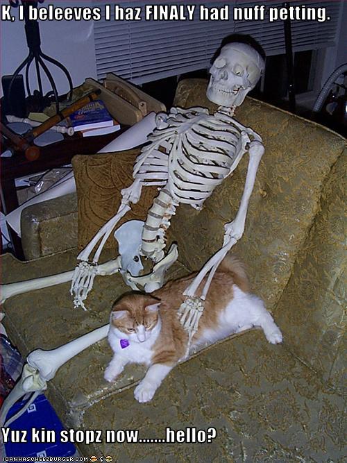 funny pictures of cats with captions