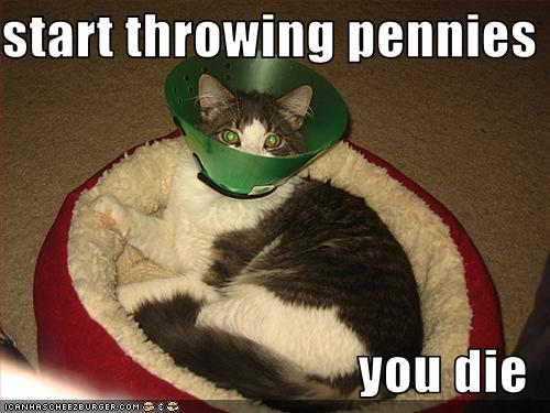 funny pictures of cats with captions