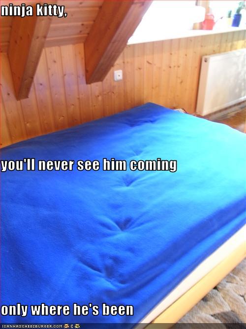 funny pictures of cats with captions