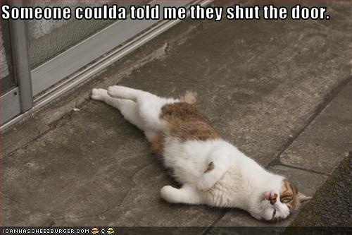 funny pictures of cats with captions