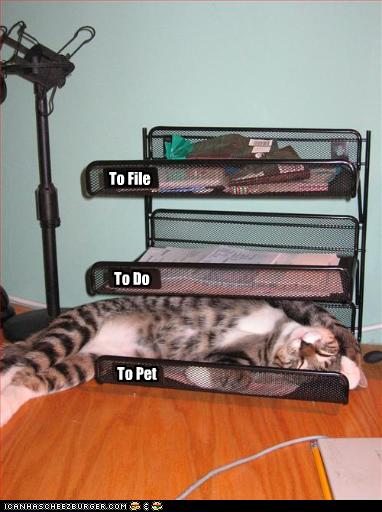 funny pictures of cats with captions