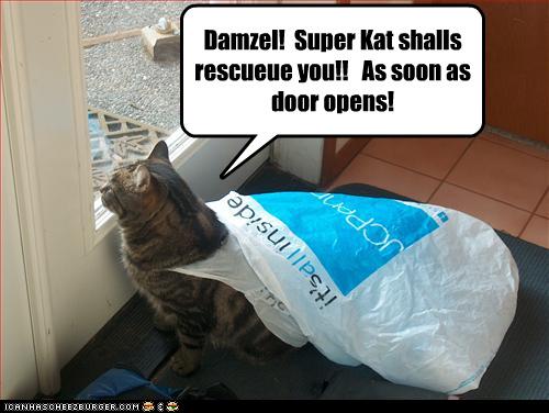 funny pictures of cats with captions