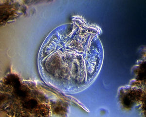 waterrotifer